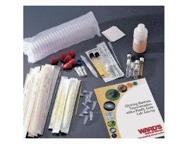 CL-AP GLOW BACT: TRANSFORMATION FIREFLY