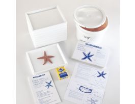 BOREAL STARFISH DISS. JUNIOR HIGHLAB