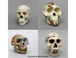 MODEL HOMINID SKULL SET HOW WE GOT HERE.