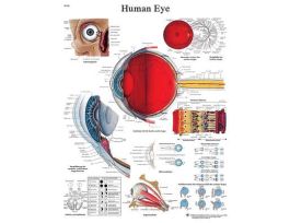 CHART EYE