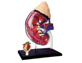 MODEL 4D HUMAN ANATOMY KIDNEY 6 INCH CS