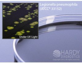 BCYE AGAR 15X100MM PLATE F/LEGIONELLA SP