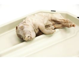 11-13 2X PIG DIS. PACK VP/1 PM