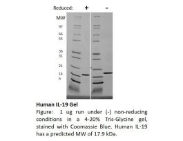 100-88-500UG HUMAN IL-19