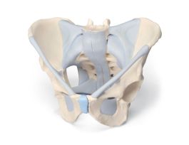 MODEL MALE PELVIS WITH LIGAMENTS 2PT