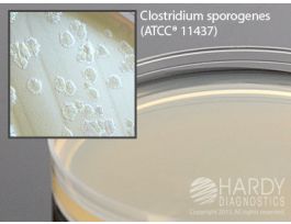 AGAR EGG YOLK MODIF 15X100 MM 18 ML FILL