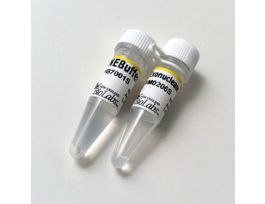 EXONUCLEASE III (E. COLI)