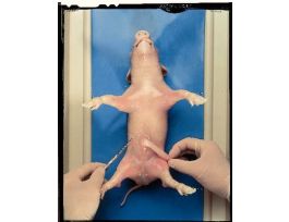 VIDEODVD INSTRUCT FOR DNA-FINGERPRINT