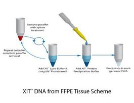 DNA GNMC FROM FFPE TISSUE XIT F/250MG