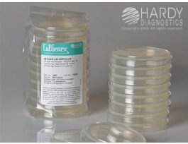 LB AGAR W/AMPICILLIN PLA 10PK