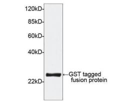 (GST-TAG ANTIBODY [HRP] (PAB) RABBIT)