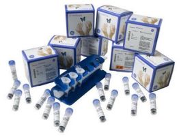 PROTEIN A MAG SEPHAROSE 500UL