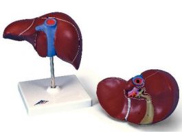 MODEL LIVER