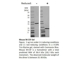 200-08AF-500UG MOUSE M-CSF (AF)