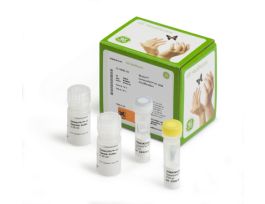 GENOMIPHI HY KIT 25 RX