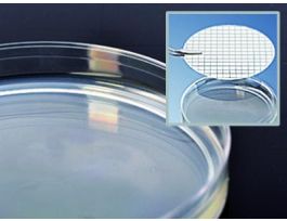 MEDIUM POTATO DEX AGAR W/TA PLTD PK10