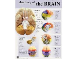 CHART EAR DENOYER-GEPPERT