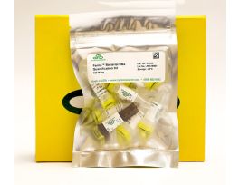 KIT FEMTO BACTERIAL DNA QUANTIFICATION