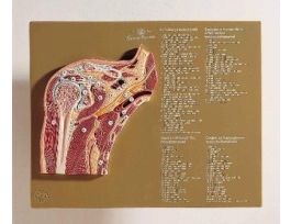 MODEL SHOULDER JOINT XSECTION