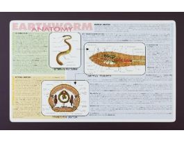 PLACEMAT CRAYFISH ANATOMY 16 X 9 3/4