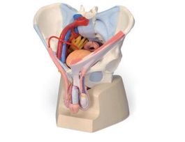 MODEL M PELVIS W PELVIC FLOOR ORGANS
