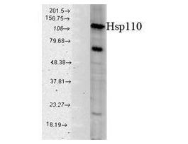 HSP110 ANTIBODY 100UG