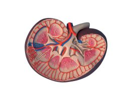 MODEL BASIC KIDNEY SECTION 3 TIMES