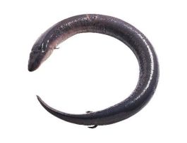 CONGO EEL (AMPHIUMA) PRESERVED VACPK/1