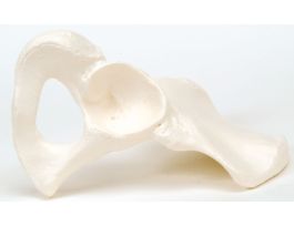 MODEL HIP BONE