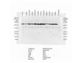 CALRETICULIN ANTIBODY 200UL