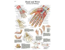 CHART HAND/WRIST
