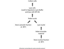 KIT EXTRN NUC FOR EMSA/ WESTERN BLOTTING
