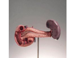 MODEL PANCREAS SPLEEN AND DUODENUM