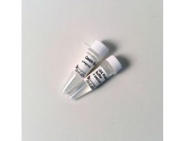 CASEIN KINASE II (CKII) - 50,0