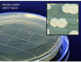 MEDIUM TSA LEC/TWN80 CONT PLT 15ML PK10
