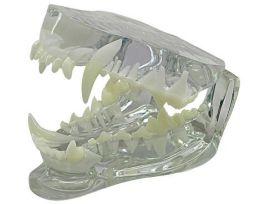 MODEL CANINE JAW CLEAR SHOWING TEETH