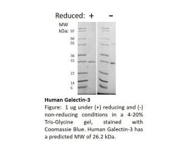 100-154-100UG HUMAN GALECTIN-3