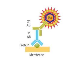 SCANLATER WESTERN BLOT PROTEIN LADDER
