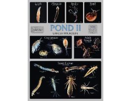 CHART WALL POND II 46 CM X 61 CM