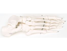 MODEL FOOT WIRE MOUNTED