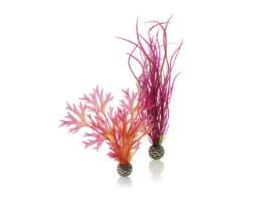 BIORB PLANT SET 2 MEDIUM RED PINK PK