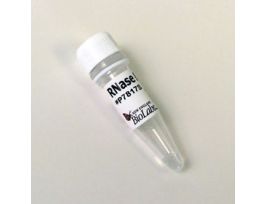 RNase B 250 ug.