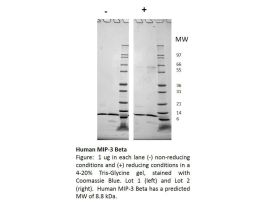 100-135-500UG HUMAN MIP-3 BETA / CCL19