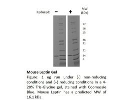 200-26-10MG MOUSE LEPTIN