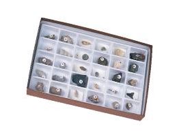 ADVANCED FOSSIL COLLECTION