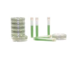 Yeast and Mold Swab Kit; 30/PK